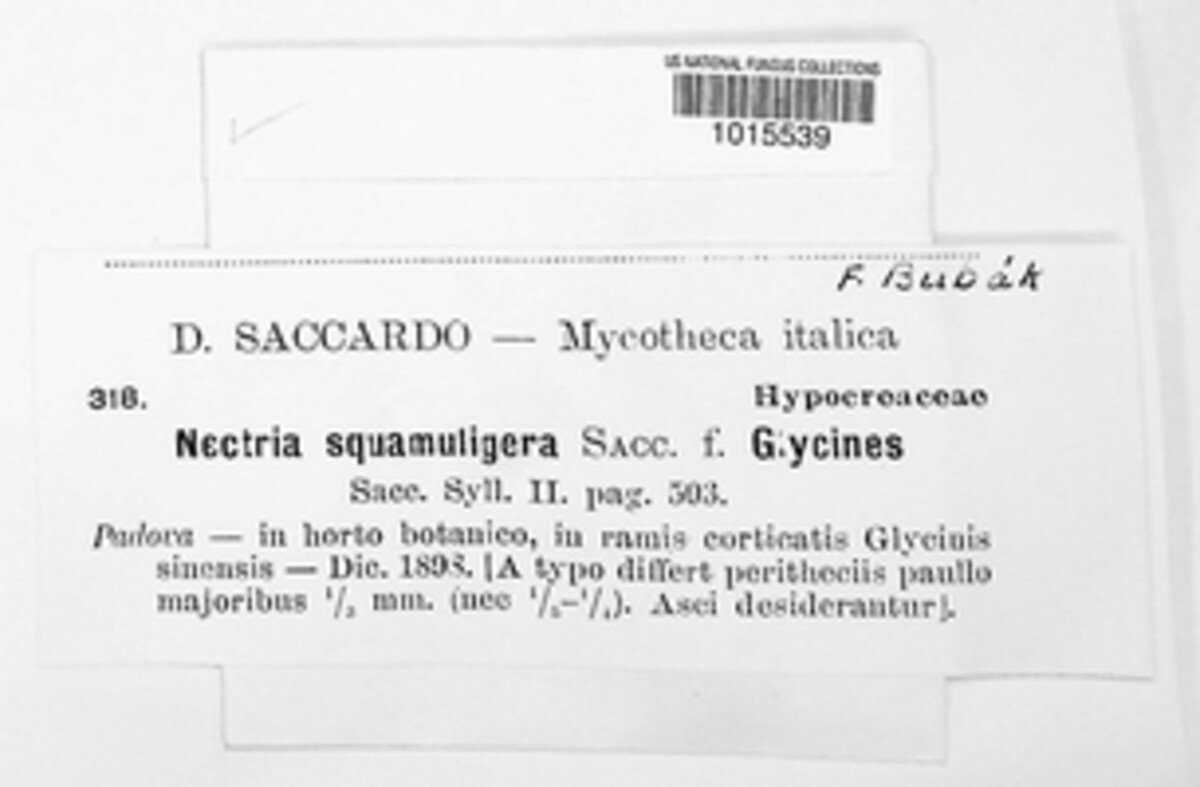 Clonostachys squamuligera image